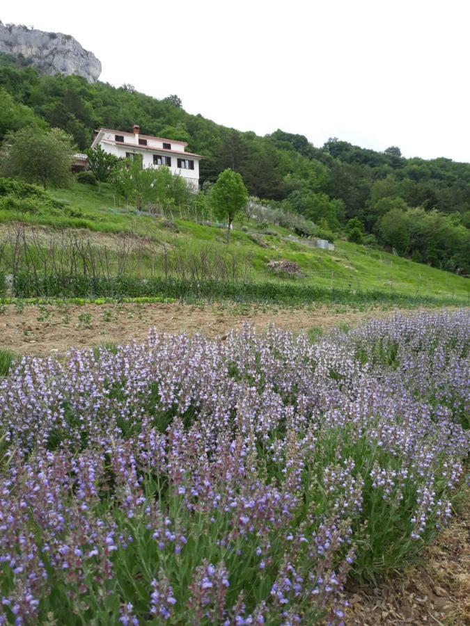 Apartment Finderli Buzet Exterior photo